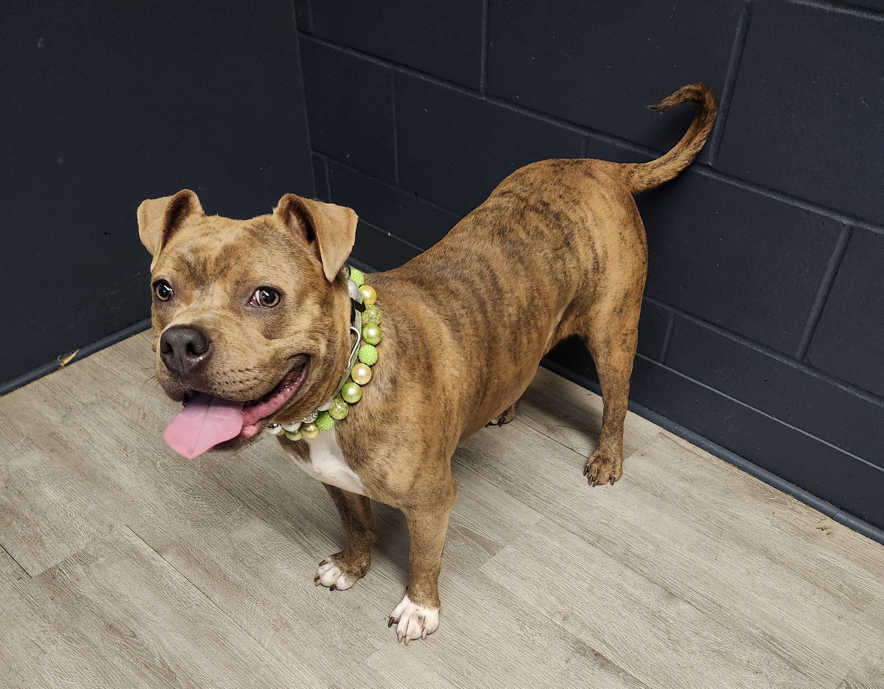 Jolene, adoptable, Young Female Pit Bull Terrier.
