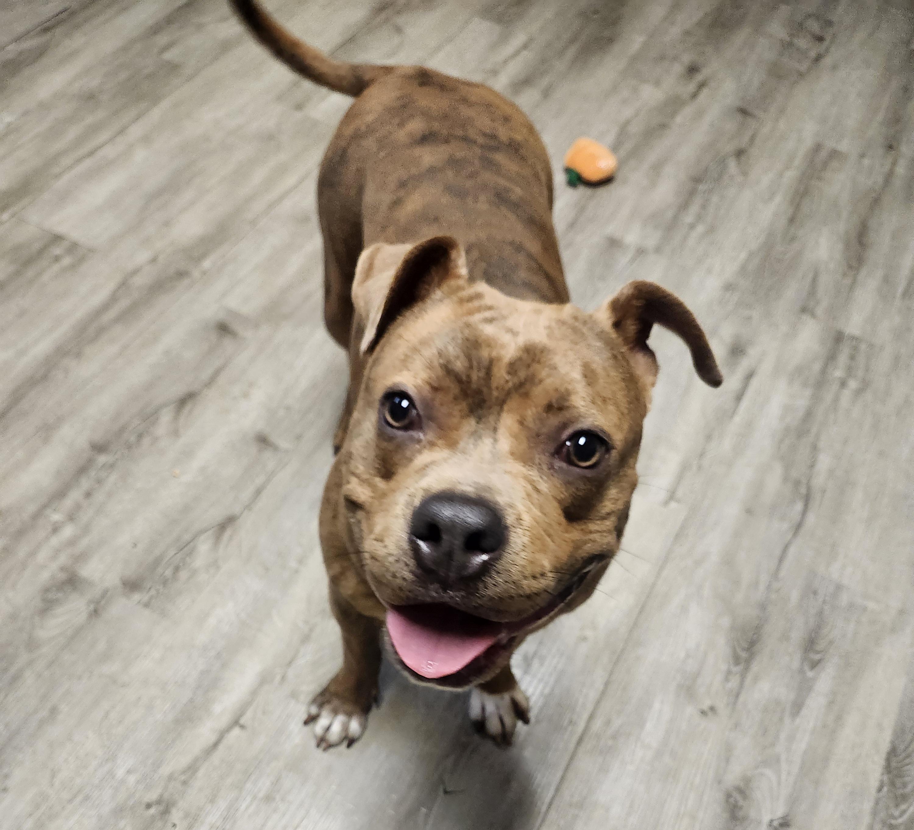 Enlarge Jolene, an adoptable mixed breed in Mansfield, OH image 3/4