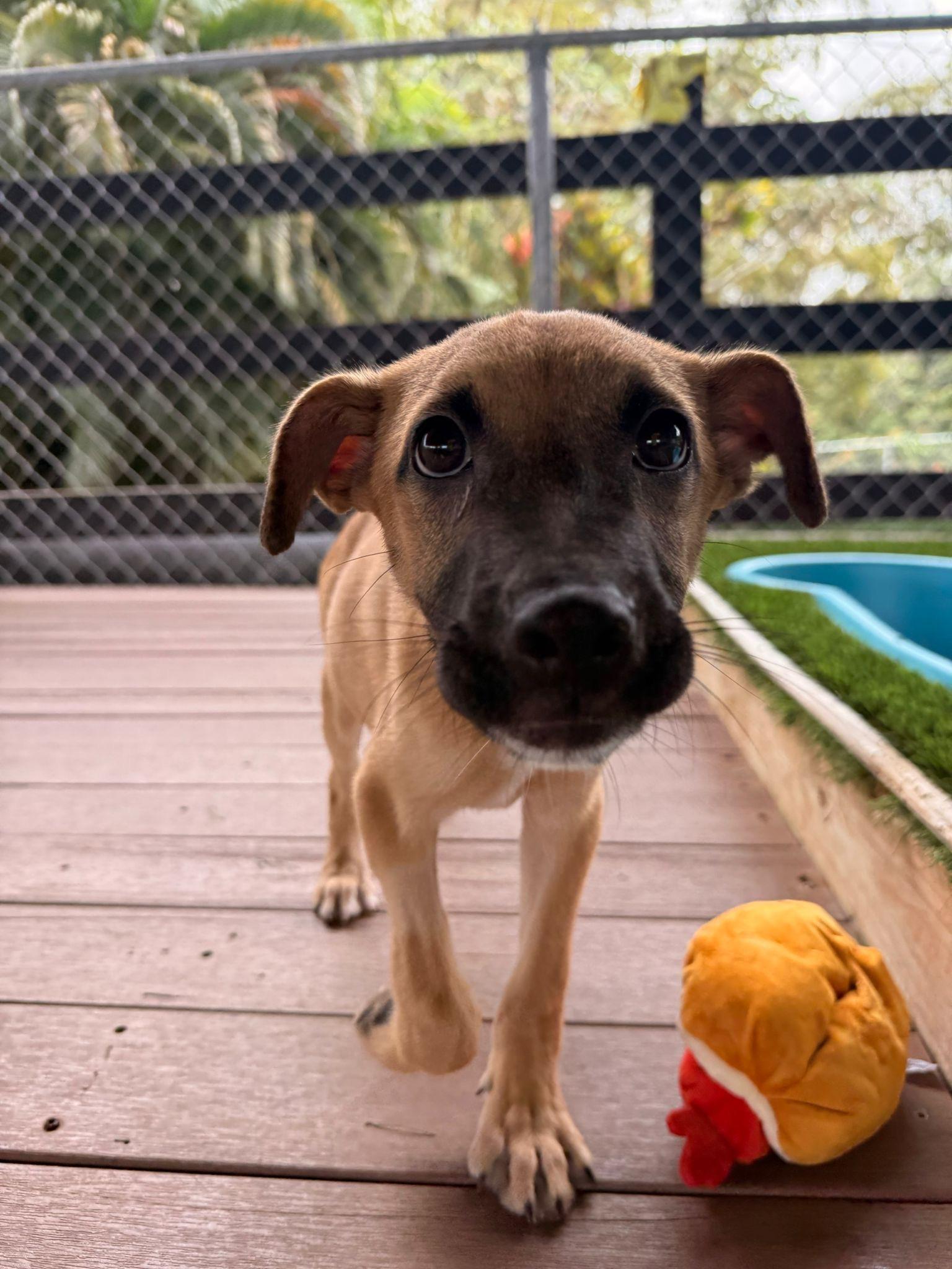 Enlarge Ranger, a Adoptable mixed breed in Belmar , NJ image 3/4