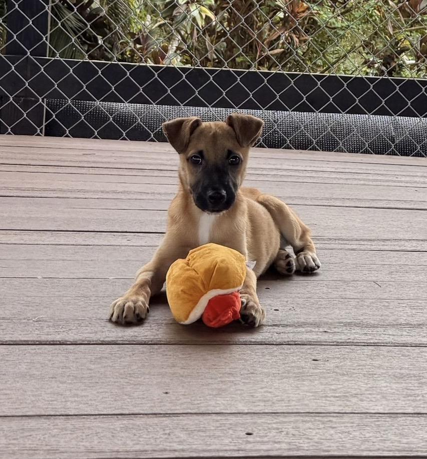 Enlarge Ranger, a Adoptable mixed breed in Belmar , NJ image 4/4