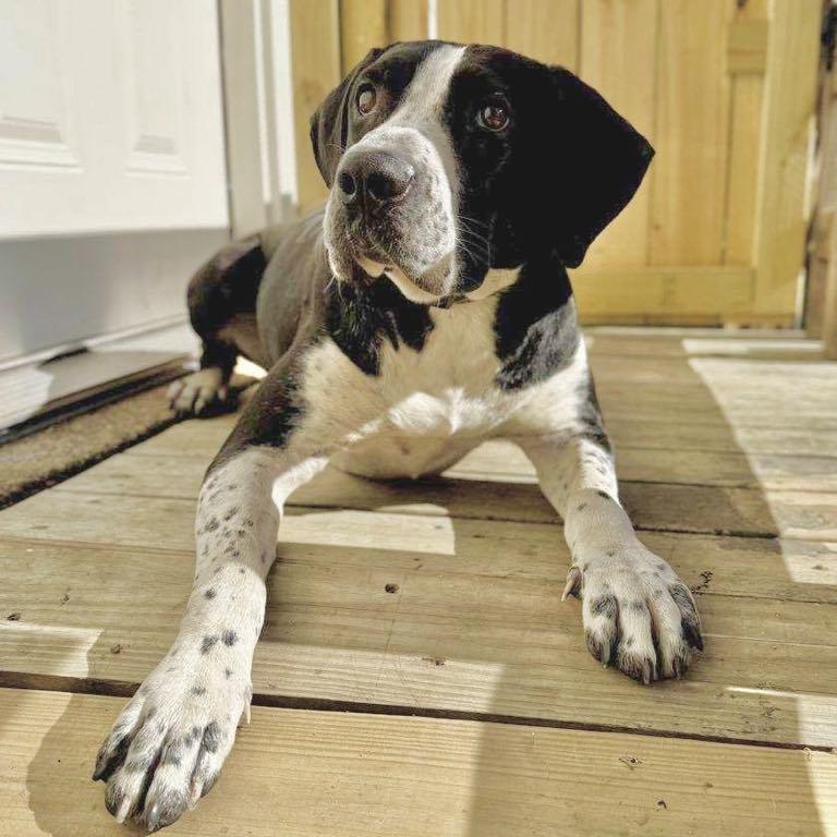 Bella, Young Female German Shorthaired Pointer