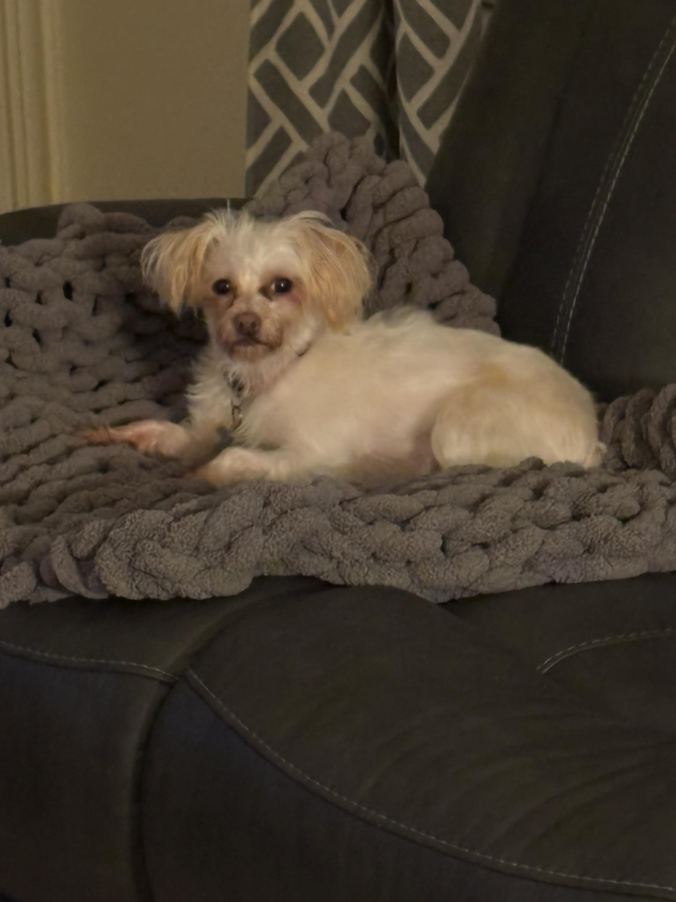 Enlarge Izzy Isabella , an adopted mixed breed in Garland, TX image 1/2