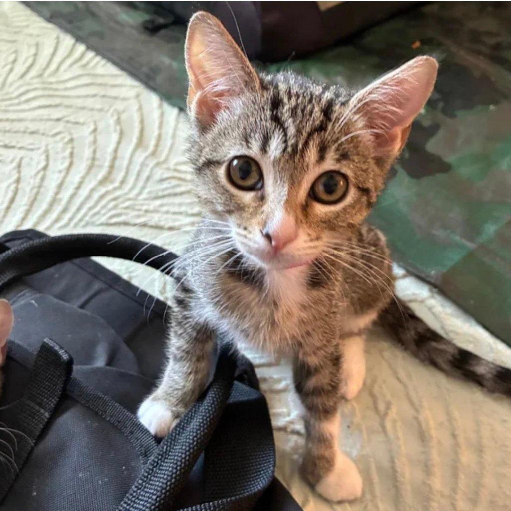 Spaz, Adoptable, Young Female Domestic Short Hair.