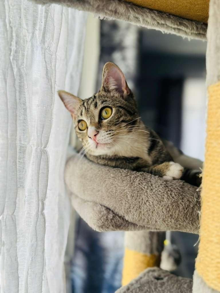 Spaz, a Adoptable mixed breed in HUNTINGTON BEACH, CA image 2/6