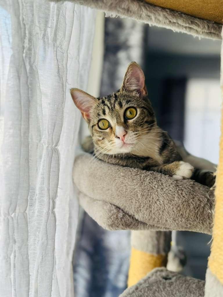 Spaz, a Adoptable mixed breed in HUNTINGTON BEACH, CA image 3/6