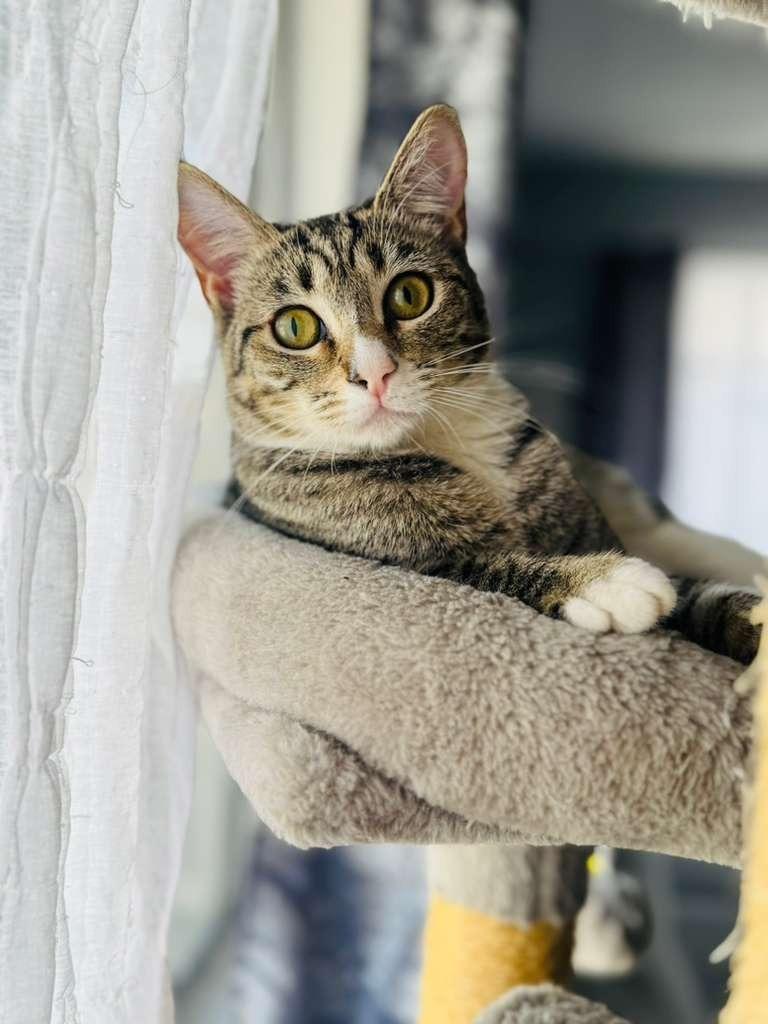 Spaz, a Adoptable mixed breed in HUNTINGTON BEACH, CA image 4/6