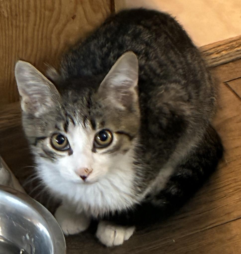 Enlarge Spaz, a Adoptable mixed breed in HUNTINGTON BEACH, CA image 2/2