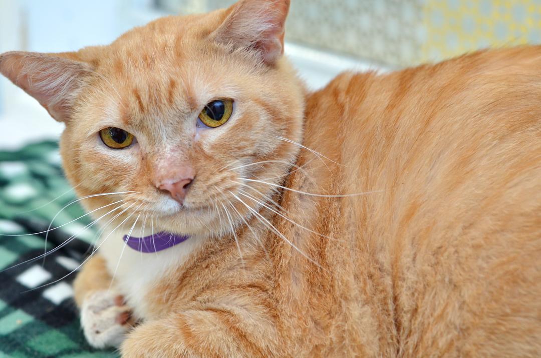 Sam, adopted, Young Male Domestic Short Hair & Tiger.