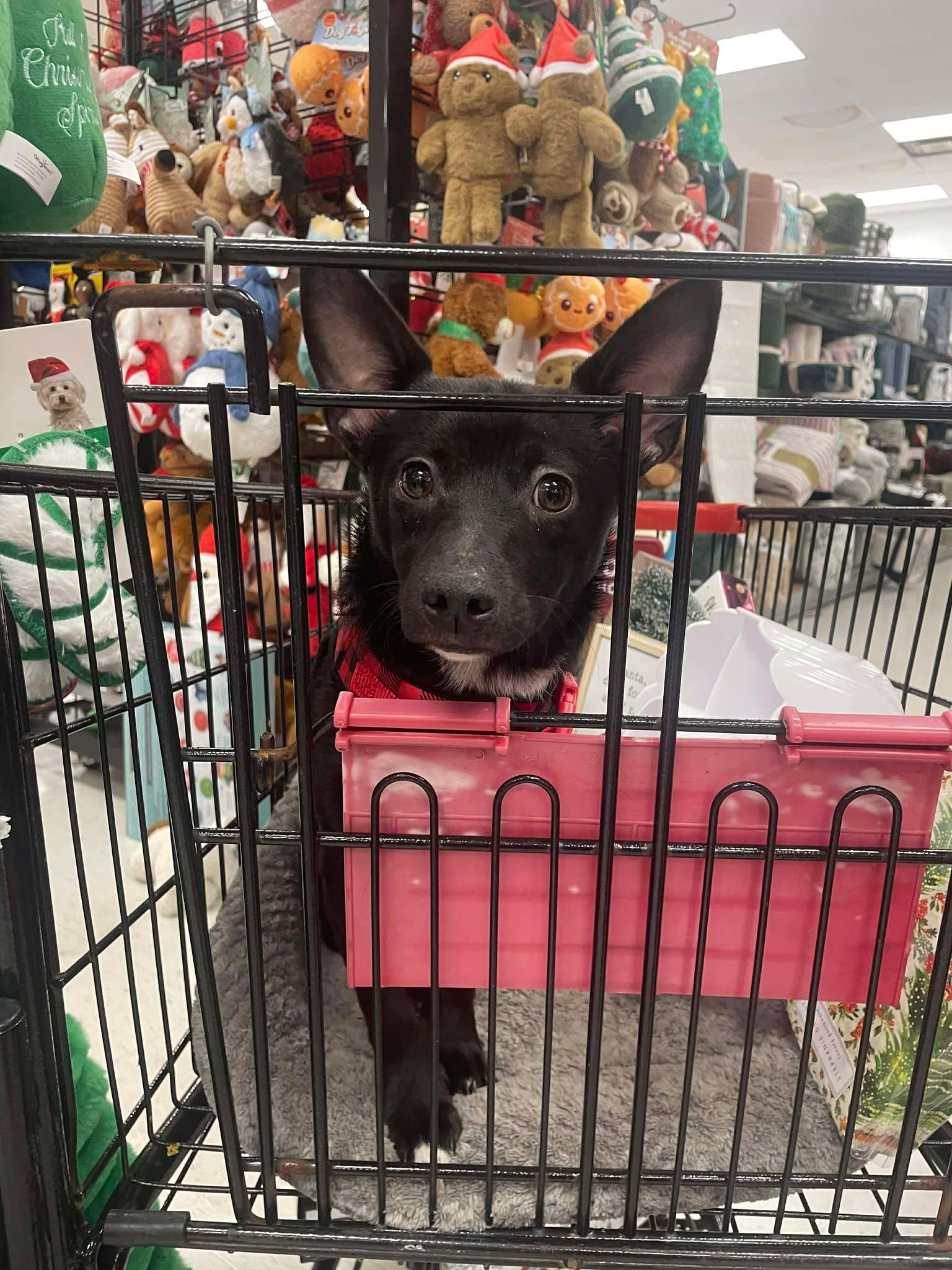 Enlarge Oberon AKA Obi, a Adoptable Chihuahua in Gulfport, MS image 1/3