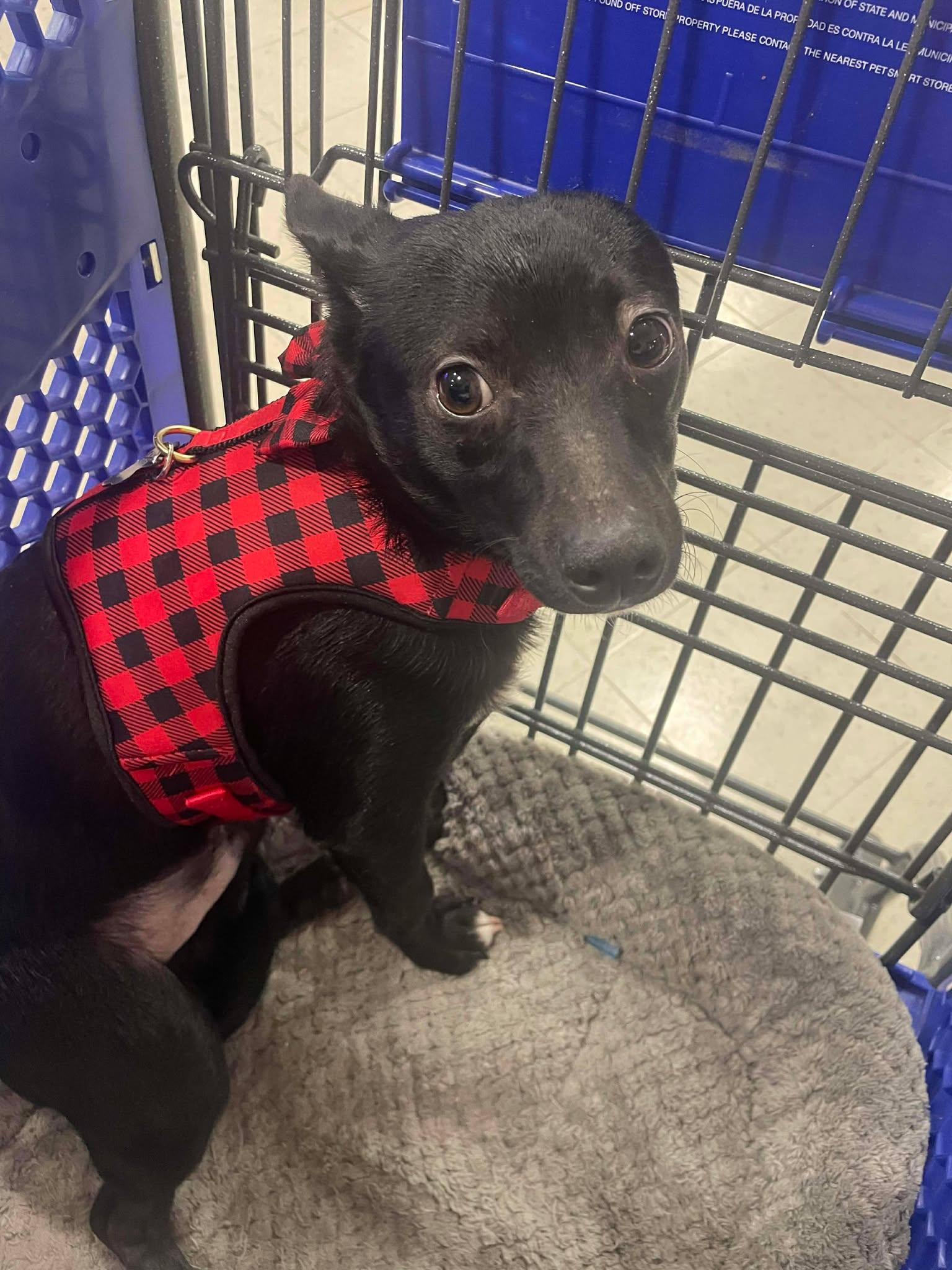 Enlarge Oberon AKA Obi, a Adoptable Chihuahua in Gulfport, MS image 3/3