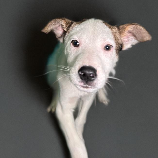Benson, Adoptable, Young Male Shepherd.