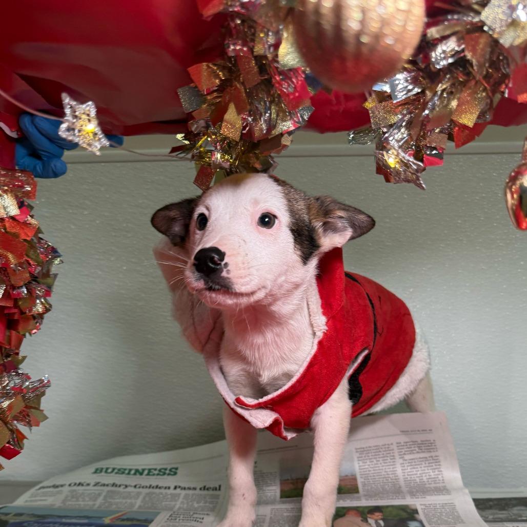 Enlarge Benson, a Adoptable mixed breed in San Antonio, TX image 3/6