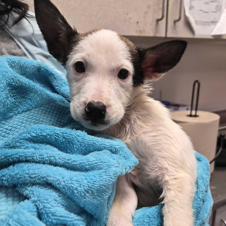 Enlarge Benson, a Adoptable mixed breed in San Antonio, TX image 4/6