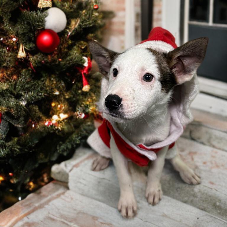 Enlarge Benson, a Adoptable mixed breed in San Antonio, TX image 5/6