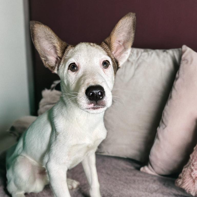 Enlarge Benson, a Adoptable mixed breed in San Antonio, TX image 6/6