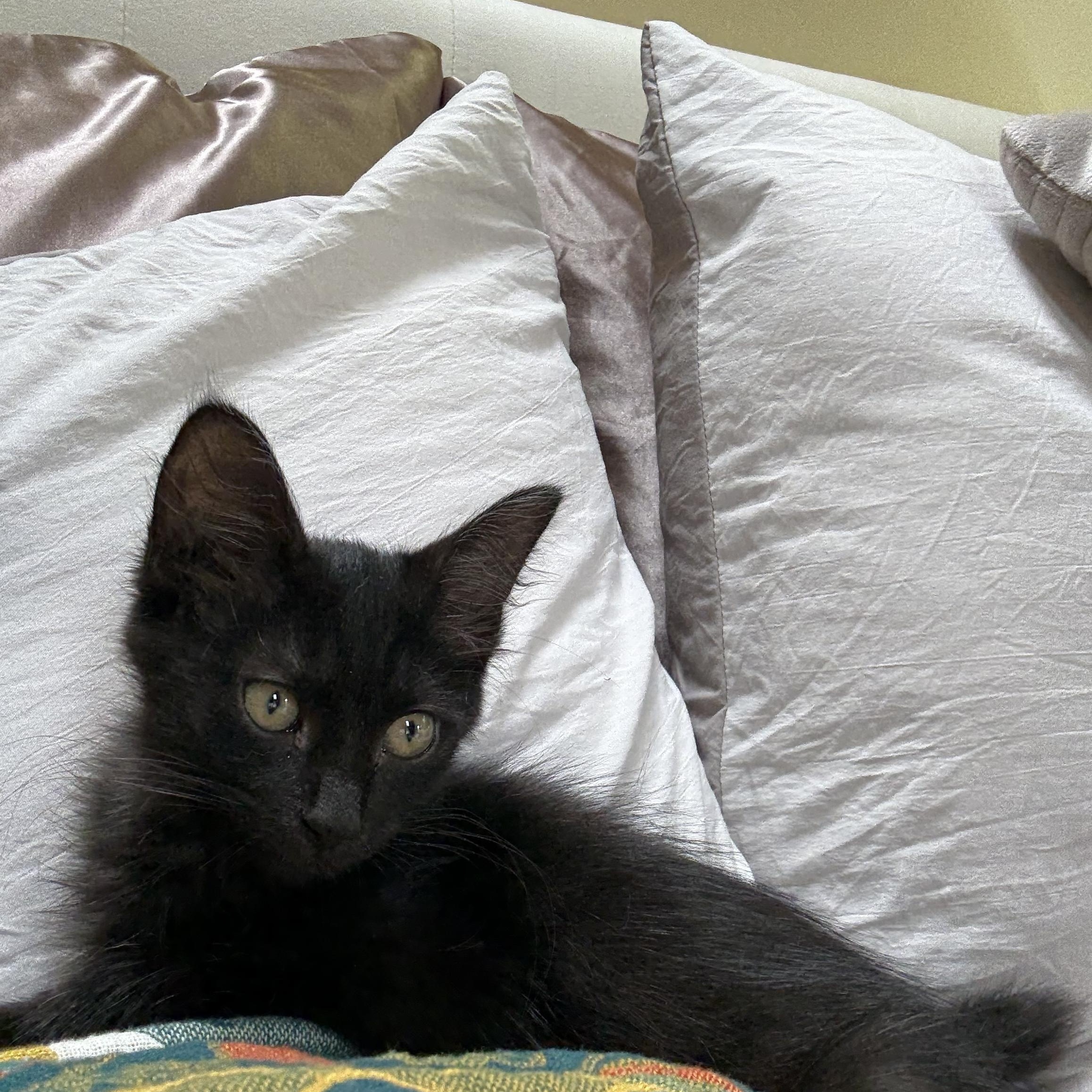 Void, Adoptable, Kitten Male Domestic Medium Hair.