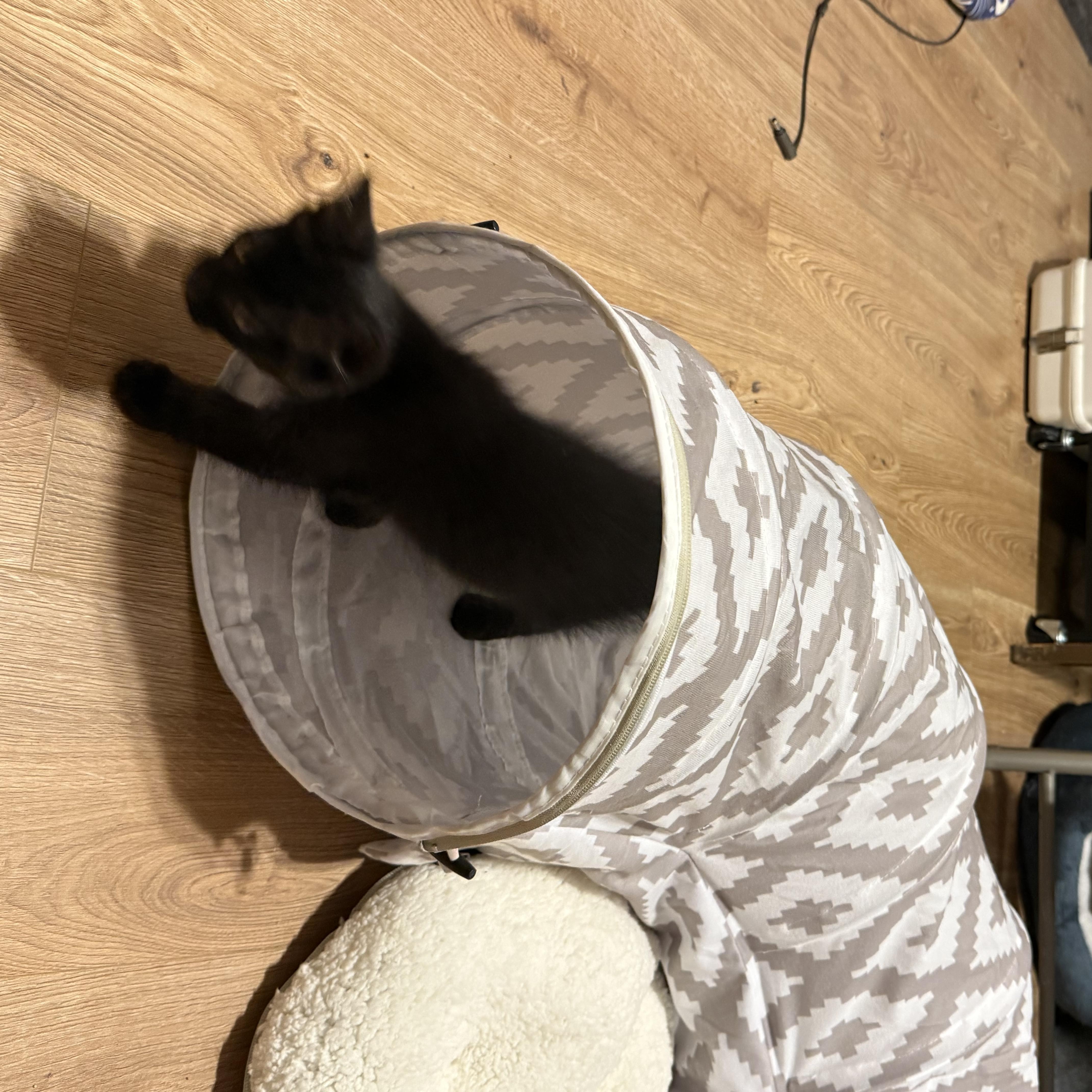 Enlarge Void, a Adoptable Domestic Medium Hair in Wanaque, NJ image 4/6