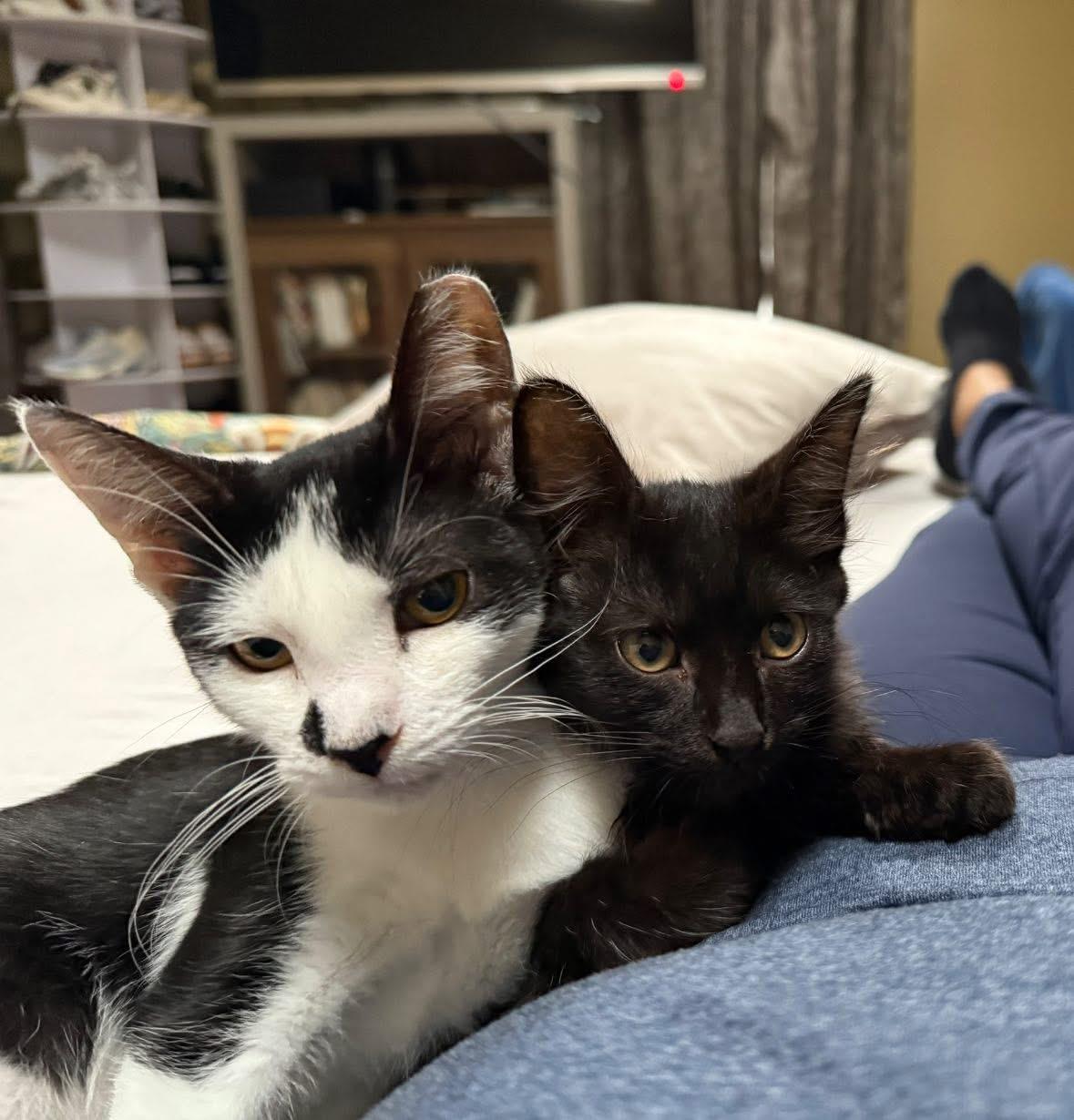 Enlarge Void, a Adoptable Domestic Medium Hair in Wanaque, NJ image 6/6