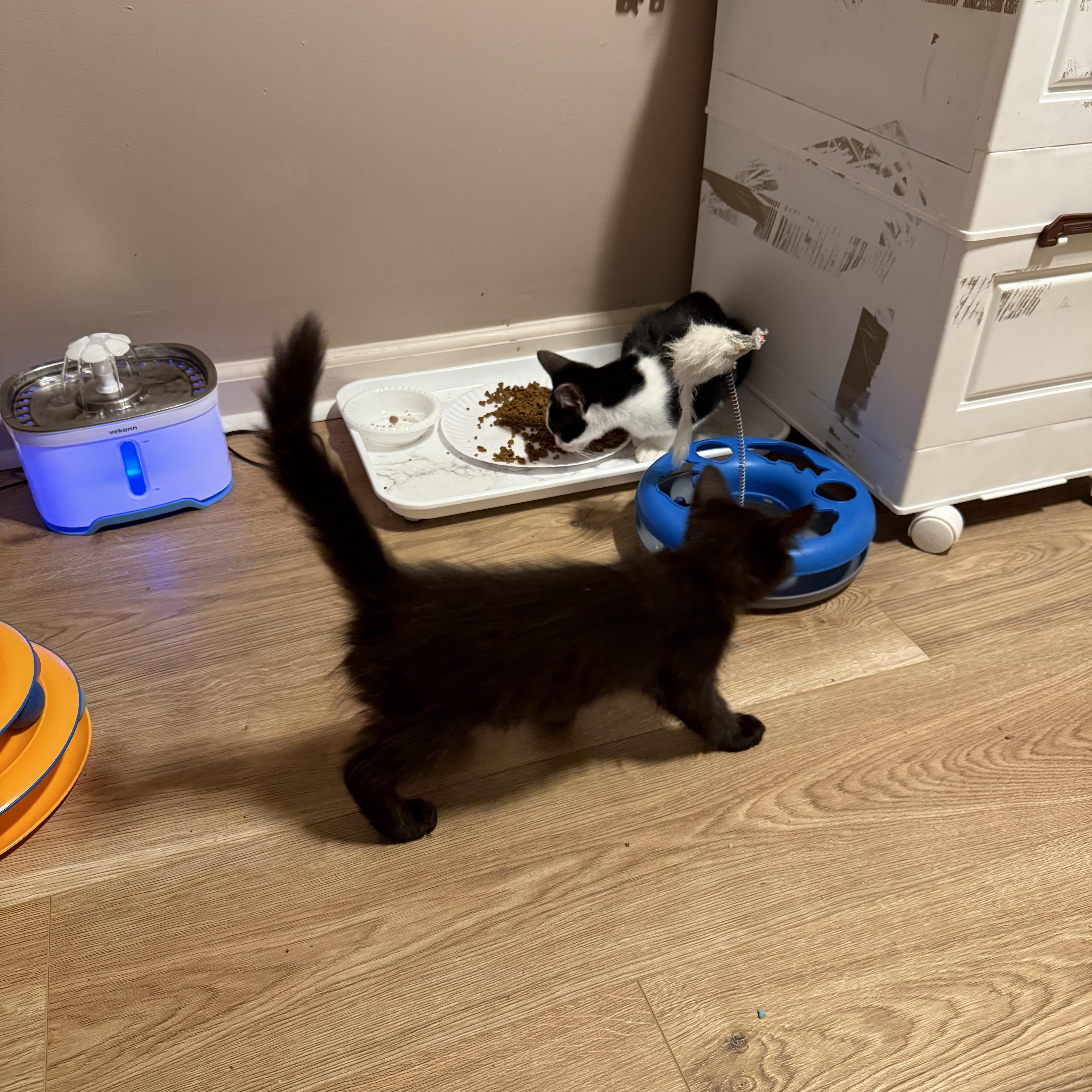 Enlarge Void, a Adoptable Domestic Medium Hair in Wanaque, NJ image 5/6