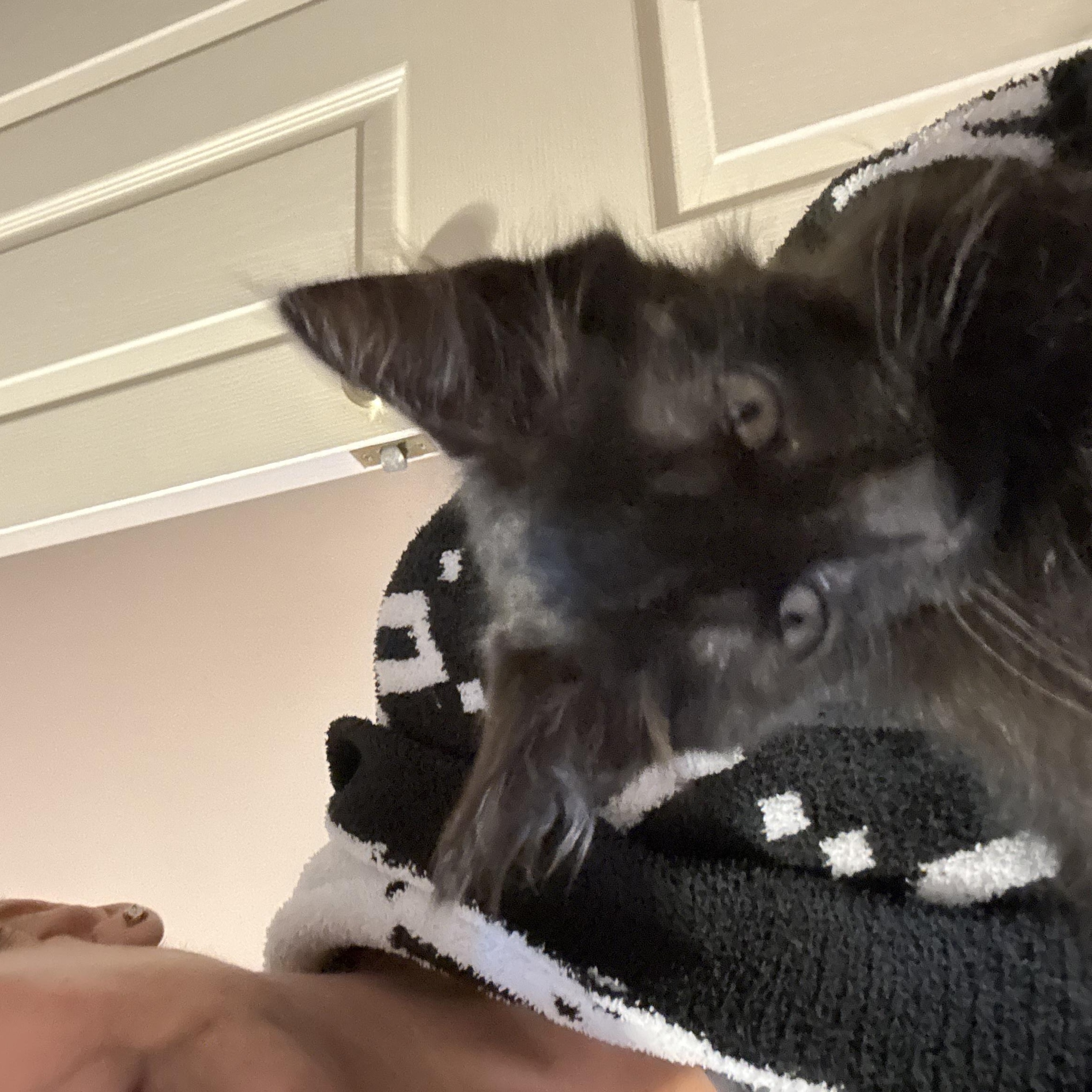 Enlarge Void, a Adoptable Domestic Medium Hair in Wanaque, NJ image 2/6