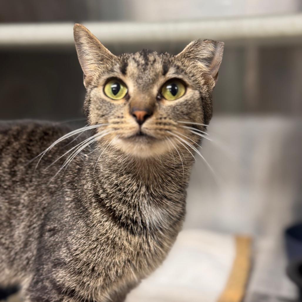 Kendal, Adoptable, Adult Female Domestic Short Hair.