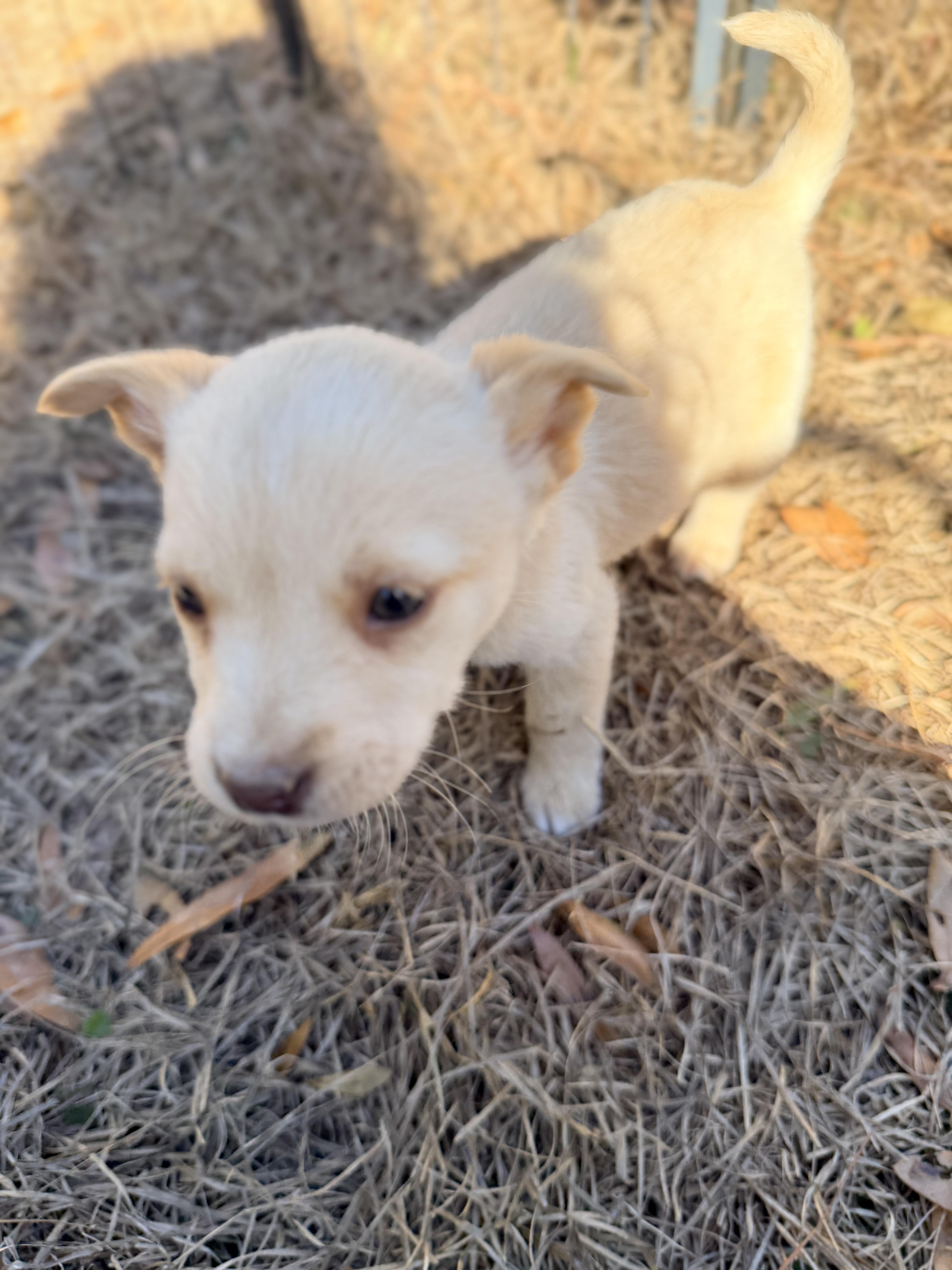 MOXIE — thumbnail 2