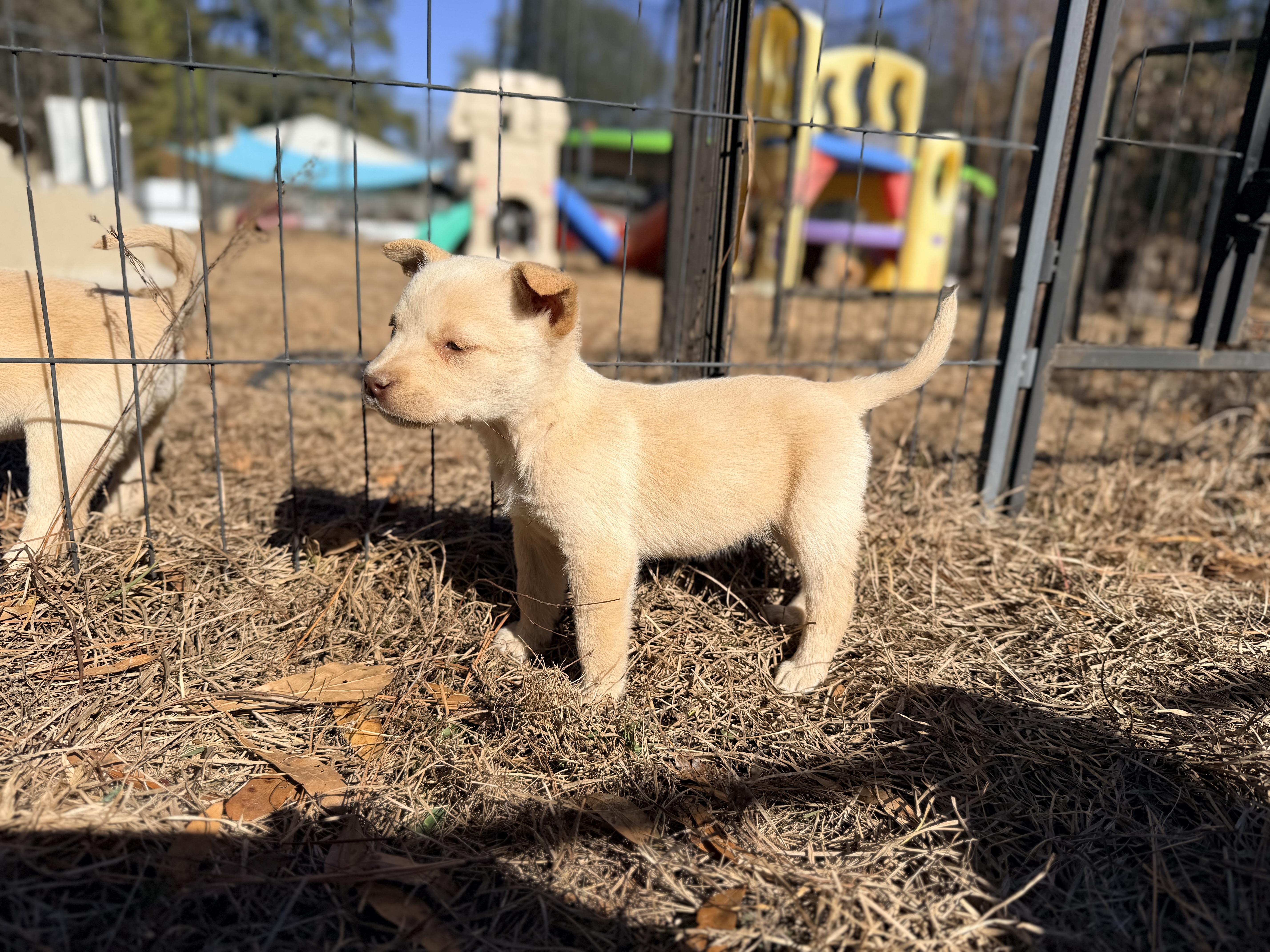 MOXIE — thumbnail 4