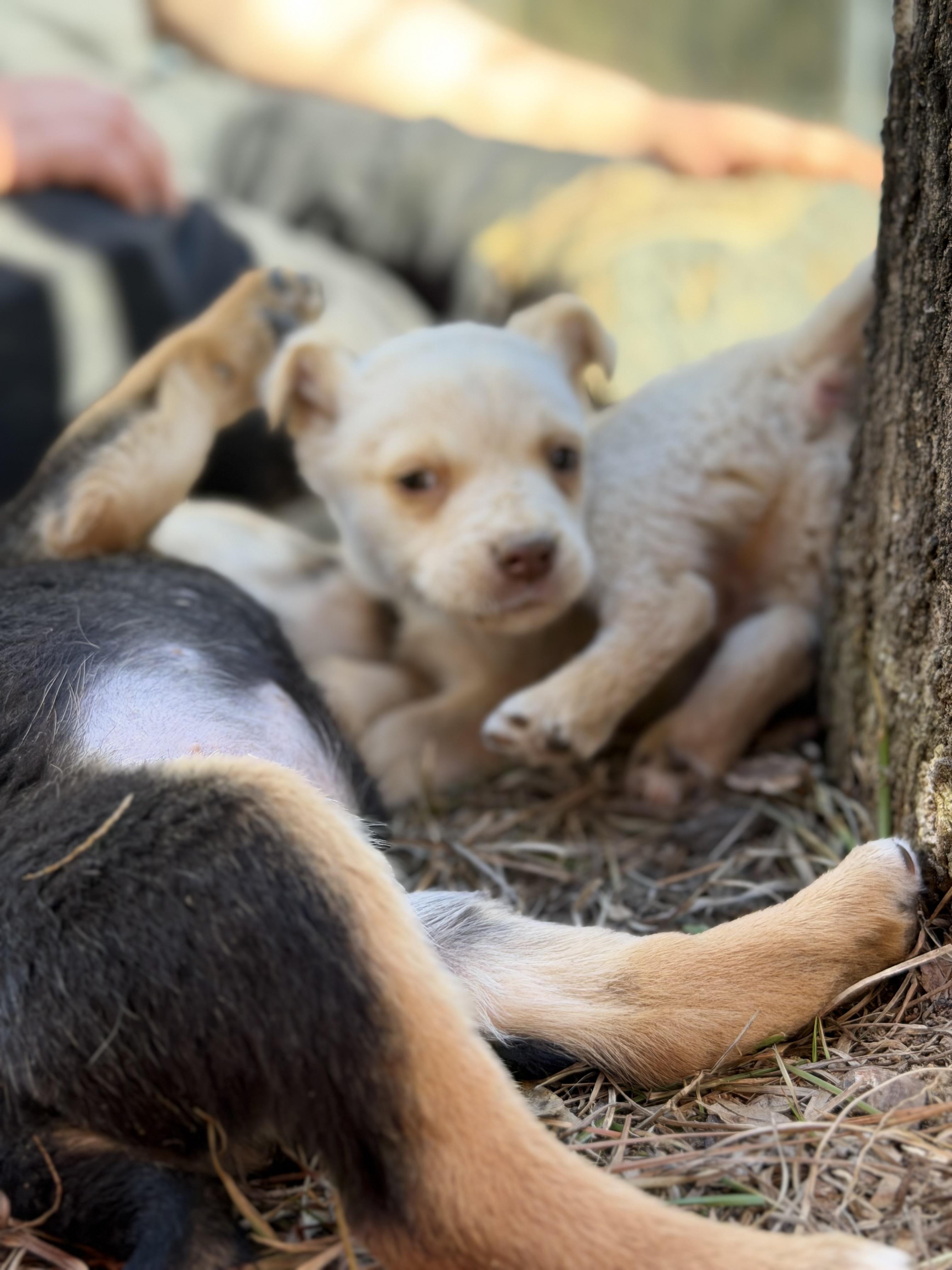 MOXIE — thumbnail 5