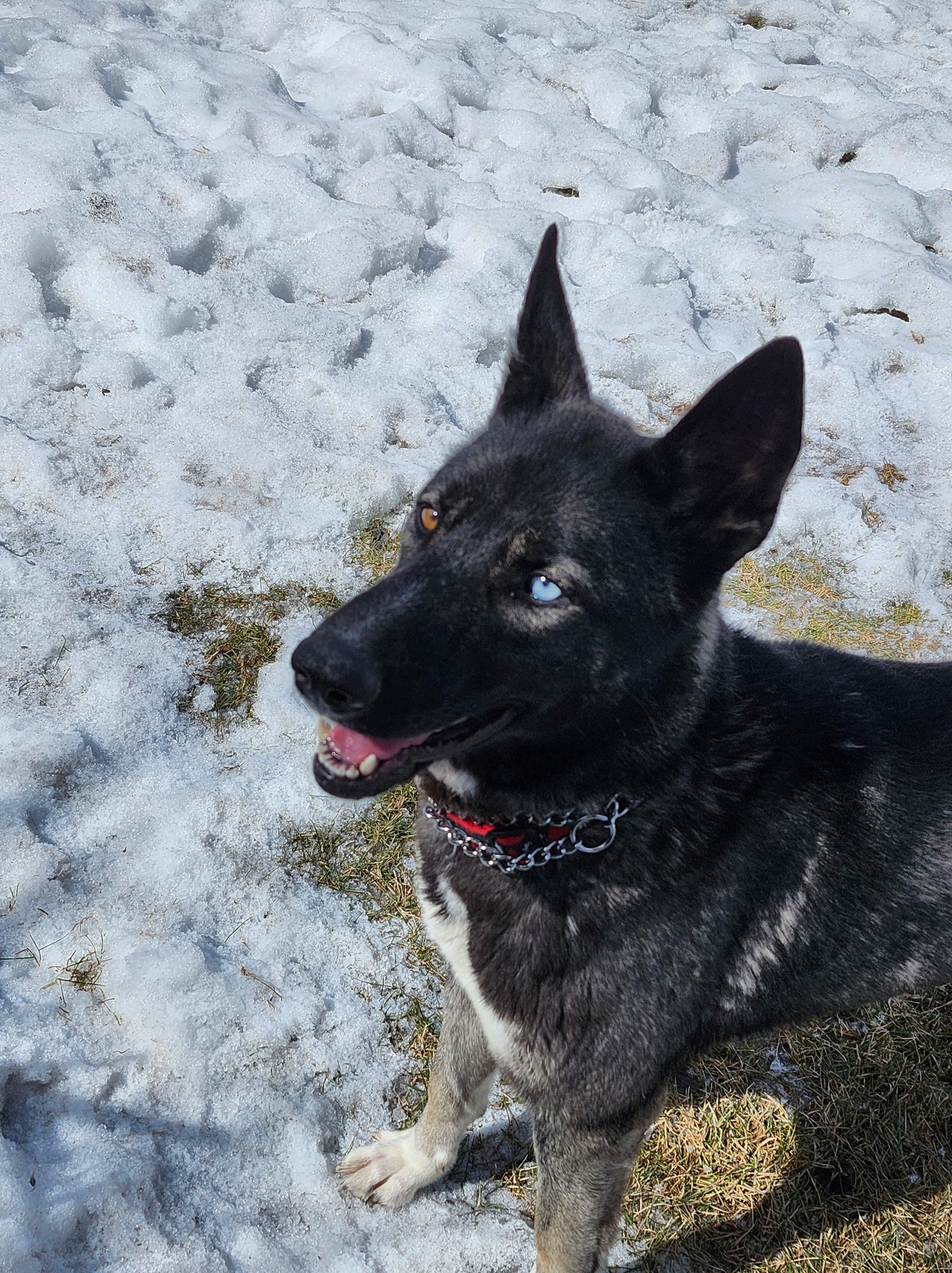 Enlarge Momo (Missy), an adopted mixed breed in Winnipeg, MB image 3/5