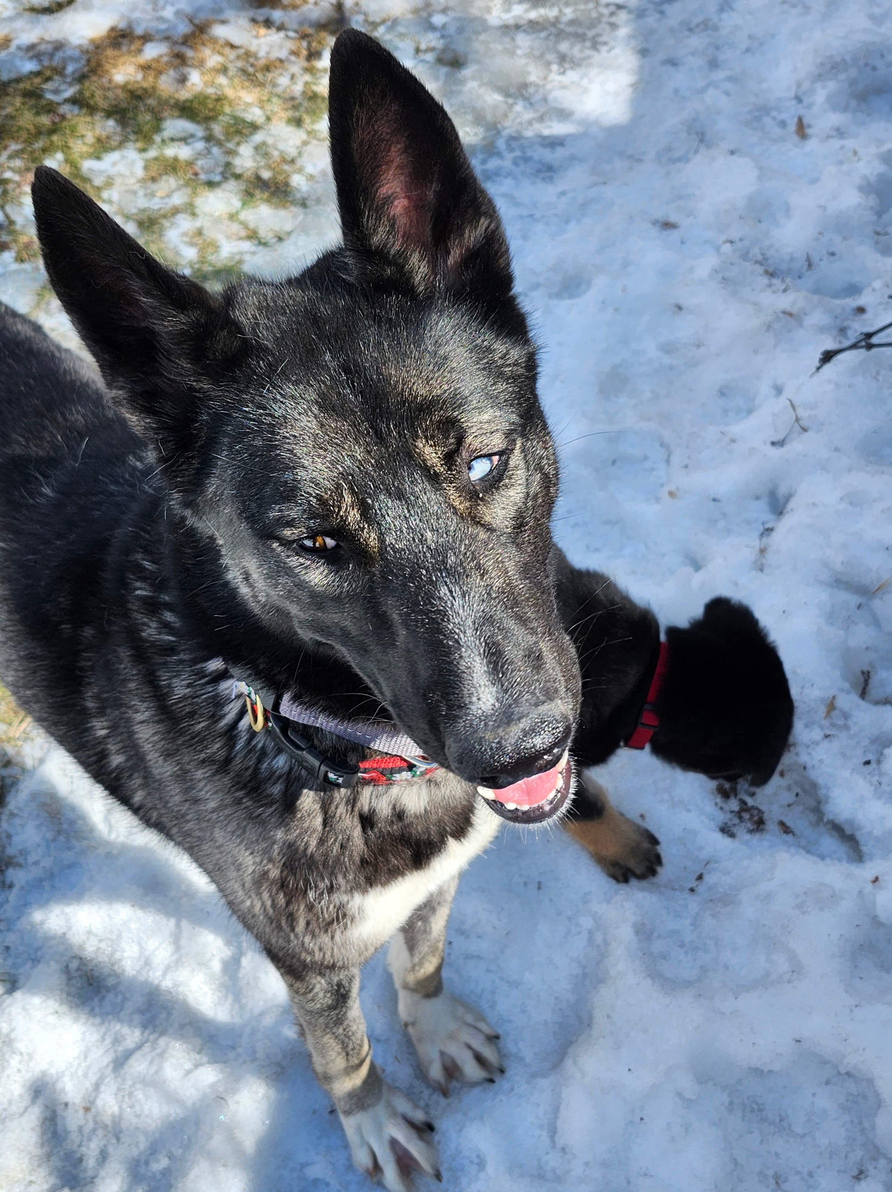 Enlarge Momo (Missy), an adopted mixed breed in Winnipeg, MB image 5/5