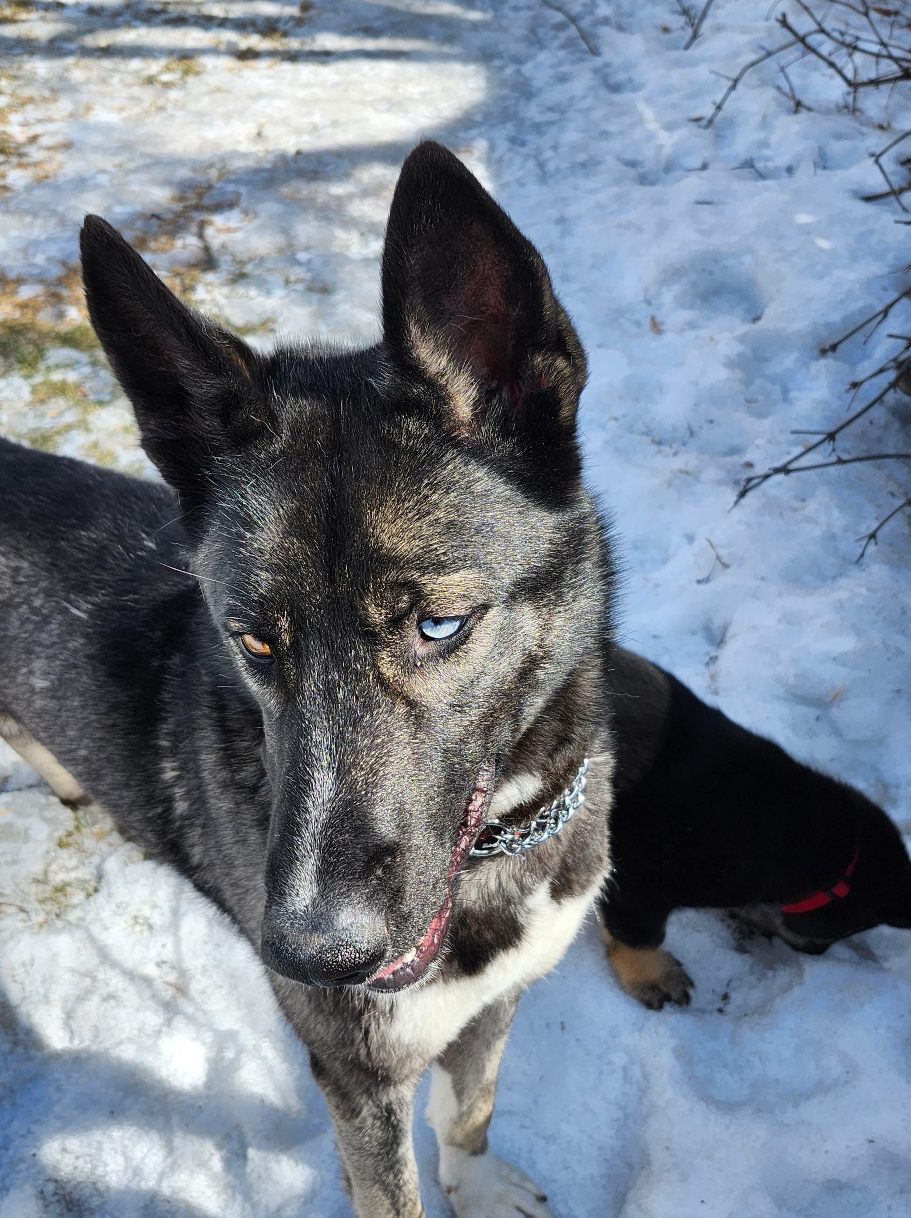 Momo (Missy), adopted, Adult Female Husky & Shepherd.