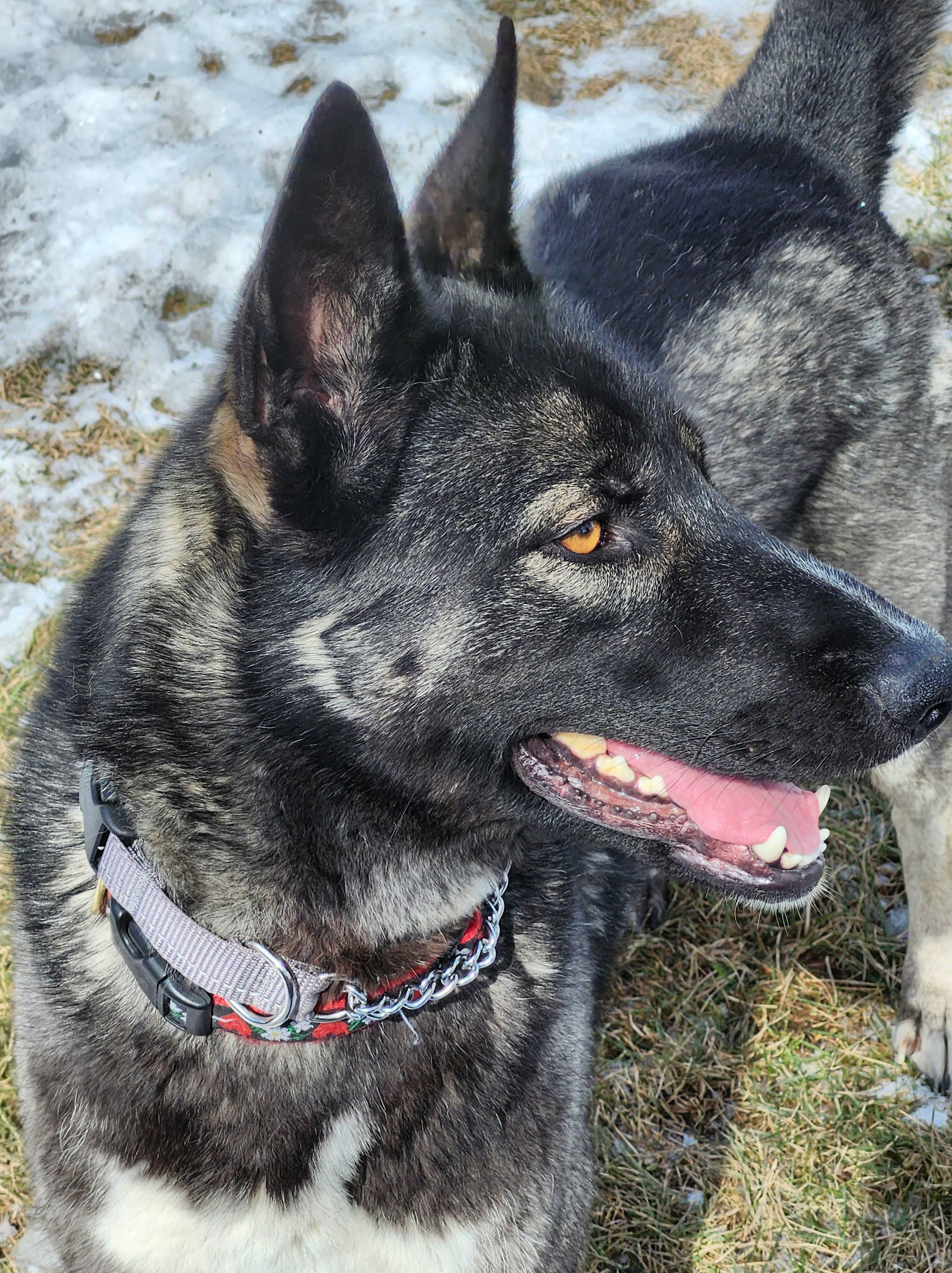 Enlarge Momo (Missy), an adopted mixed breed in Winnipeg, MB image 4/5