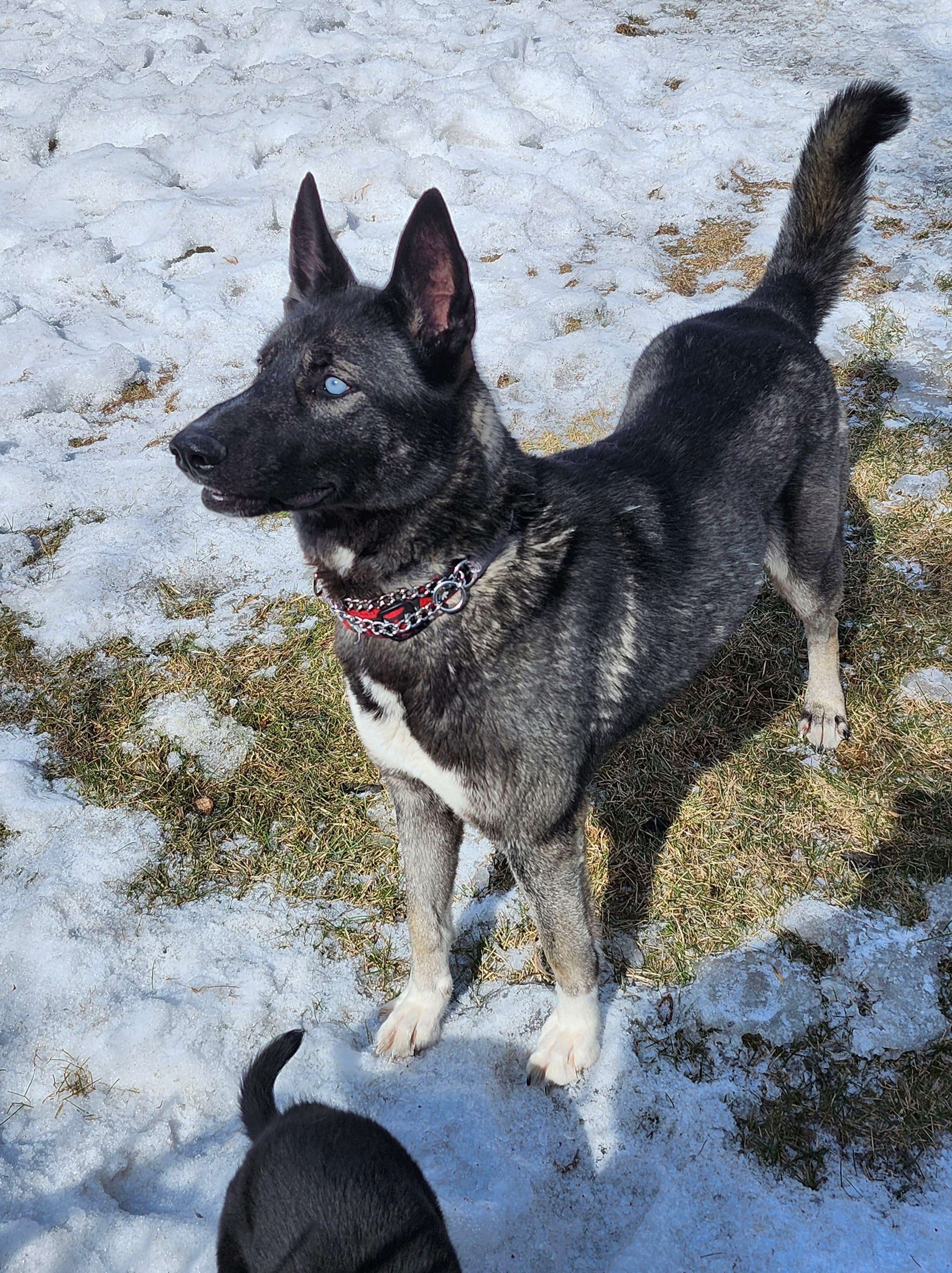 Enlarge Momo (Missy), an adopted mixed breed in Winnipeg, MB image 2/5