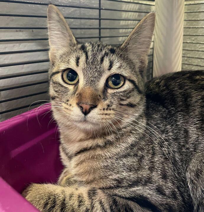 Didgeridoo, an adopted Domestic Short Hair in Jackson, MI image 6/6