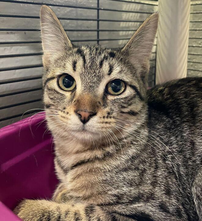 Didgeridoo, an adopted Domestic Short Hair in Jackson, MI image 1/6