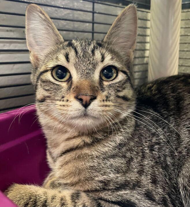 Didgeridoo, an adopted Domestic Short Hair in Jackson, MI image 5/6