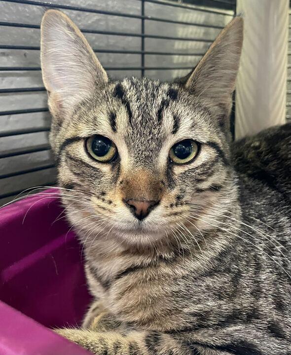 Didgeridoo, an adopted Domestic Short Hair in Jackson, MI image 4/6