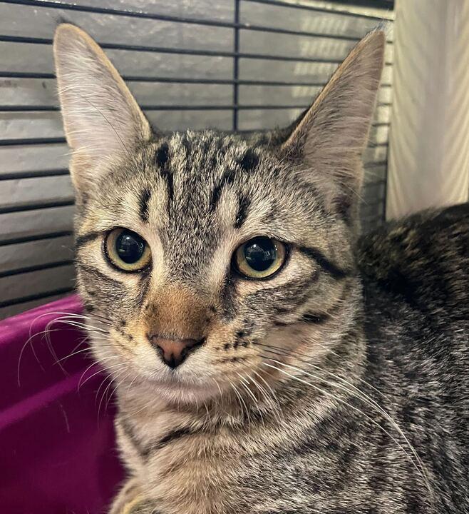 Didgeridoo, an adopted Domestic Short Hair in Jackson, MI image 3/6