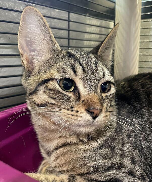 Didgeridoo, an adopted Domestic Short Hair in Jackson, MI image 2/6