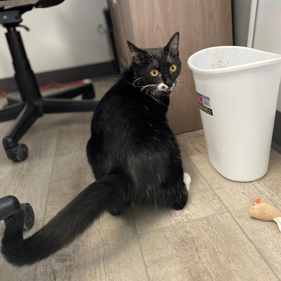 Jack, Young Male Domestic Short Hair