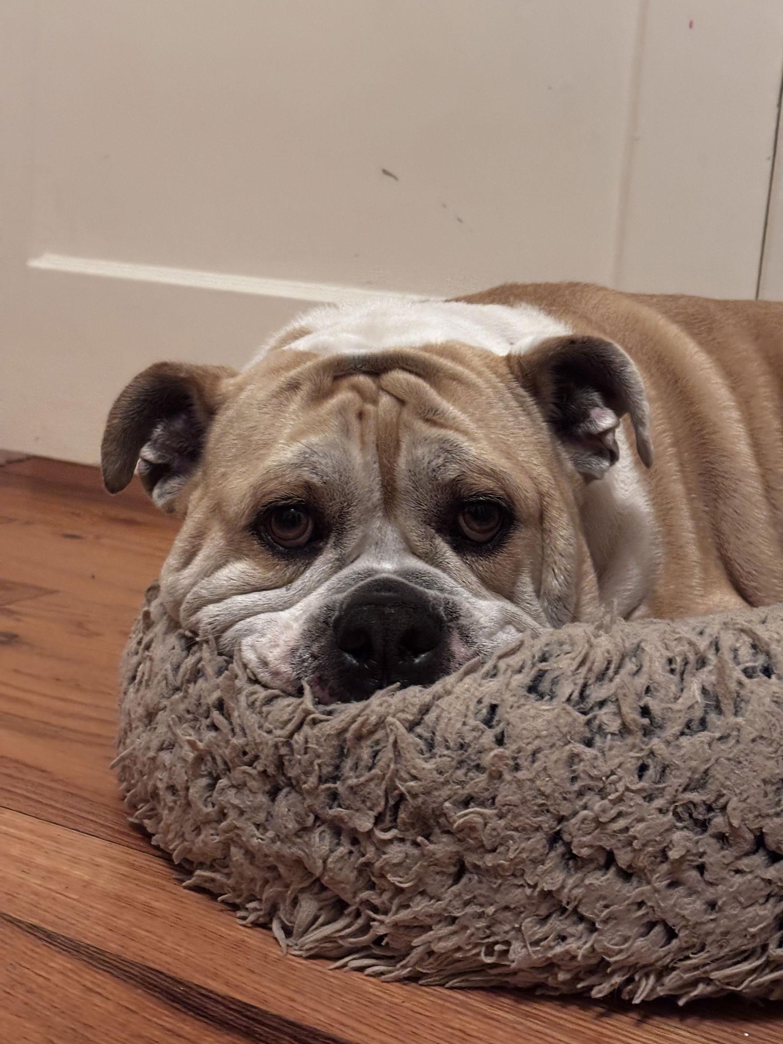 Enlarge Mochi, a Adopted English Bulldog in San Jose, CA image 1/3