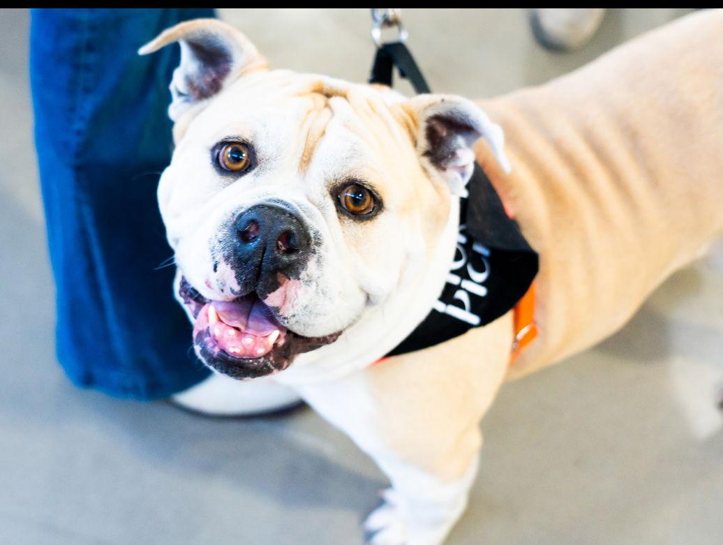 Enlarge Mochi, a Adopted English Bulldog in San Jose, CA image 2/3