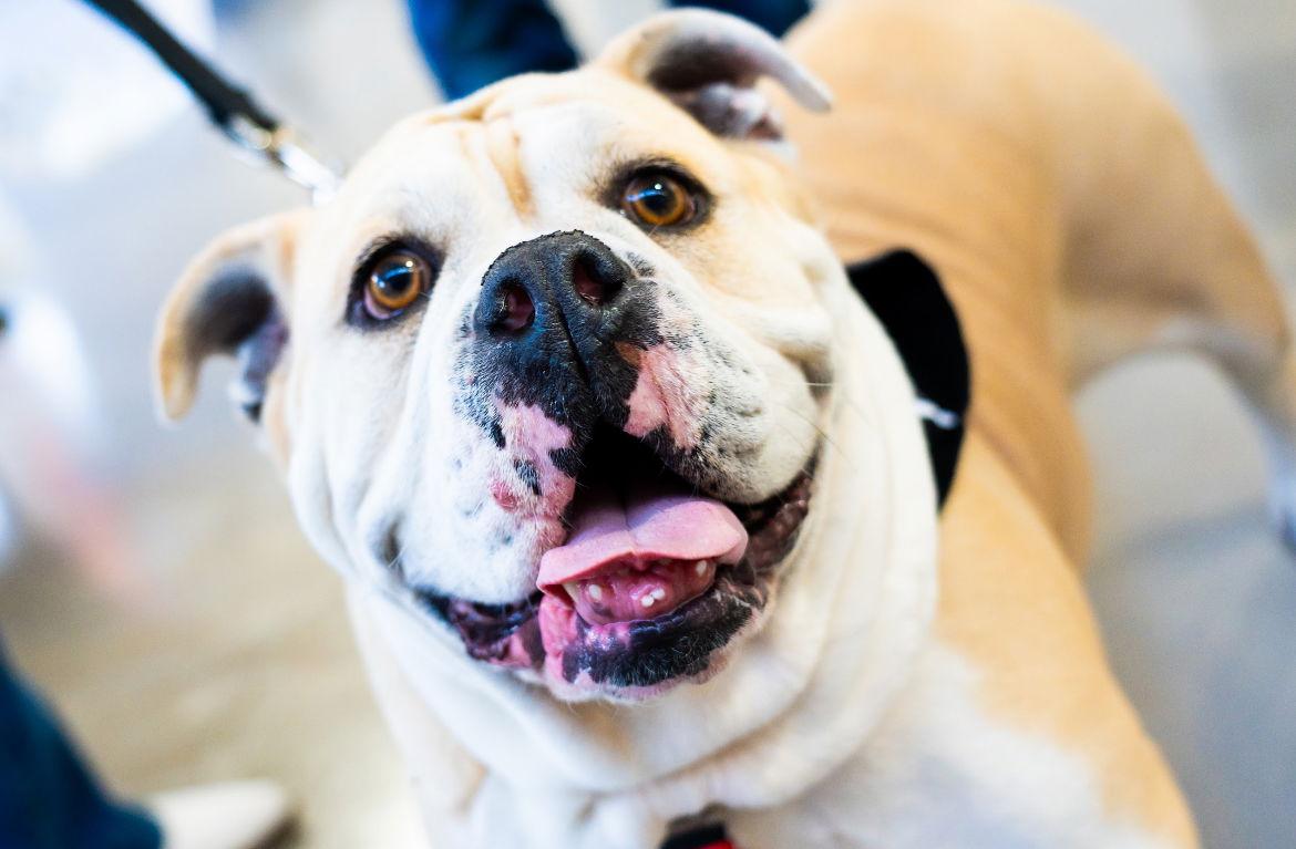 Enlarge Mochi, a Adopted English Bulldog in San Jose, CA image 3/3
