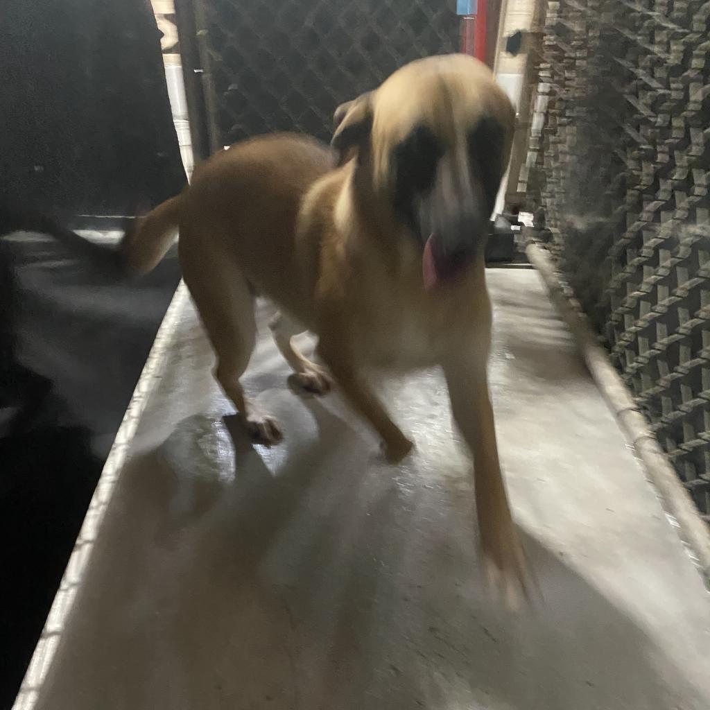 Enlarge Skyler, a Adoptable Mixed Breed in Lindenwold, NJ image 1/4