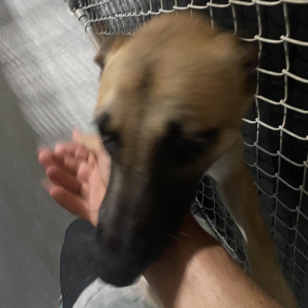 Enlarge Skyler, a Adoptable Mixed Breed in Lindenwold, NJ image 2/4