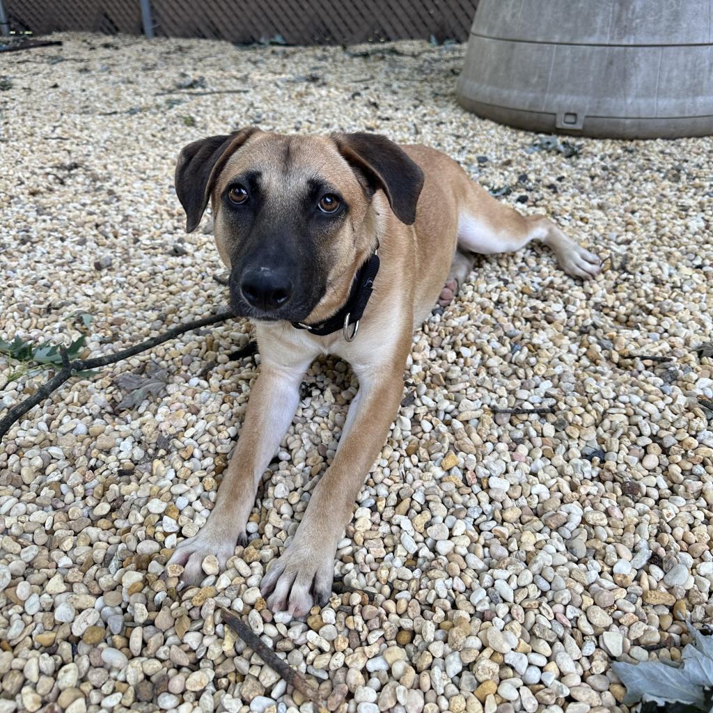 Enlarge Skyler, a Adoptable Mixed Breed in Lindenwold, NJ image 3/4