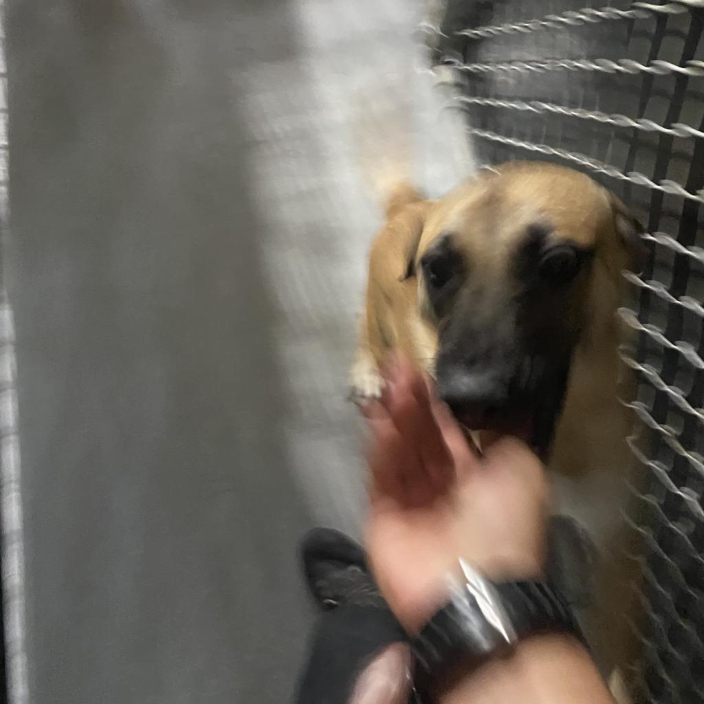 Enlarge Skyler, a Adoptable Mixed Breed in Lindenwold, NJ image 4/4