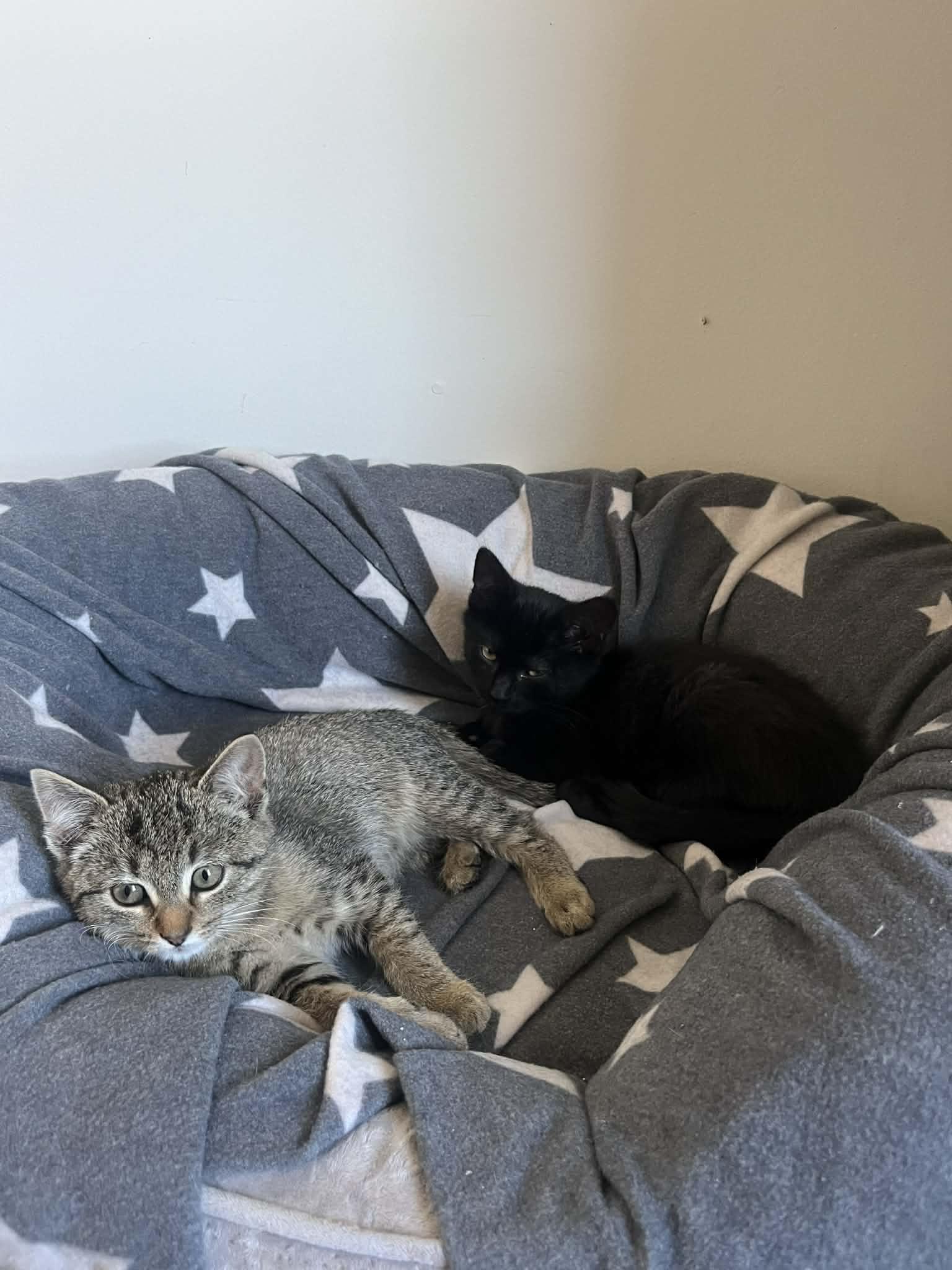 Enlarge Cashmere, a ADOPTABLE mixed breed in Campbellsville, KY image 4/5