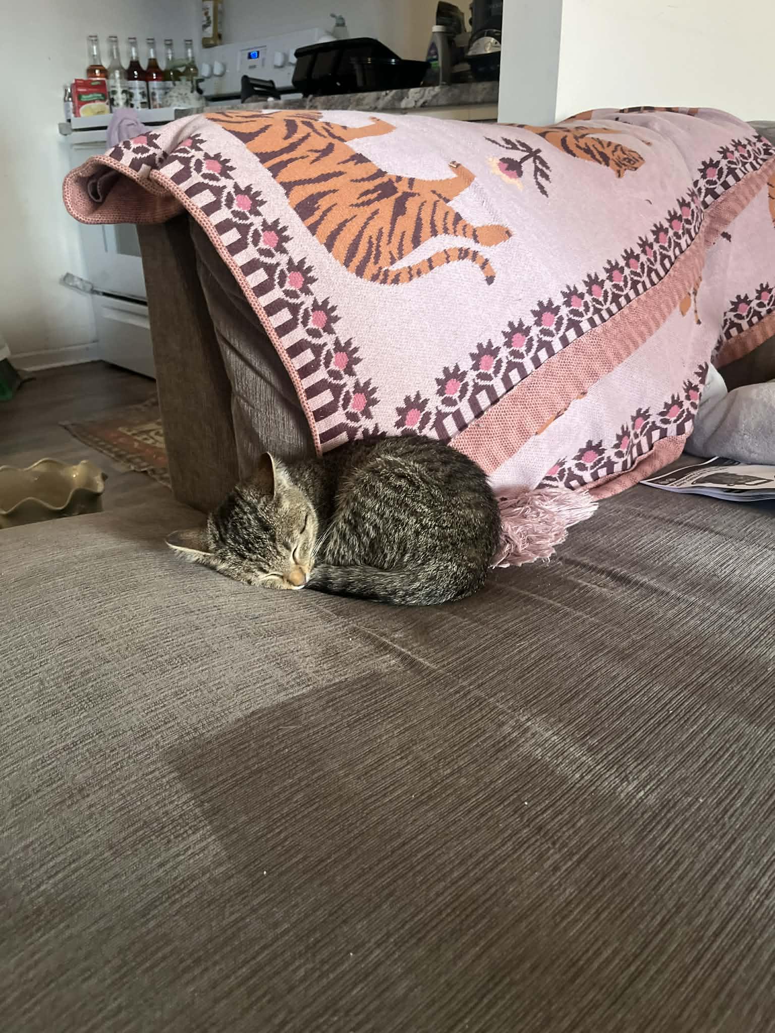 Enlarge Cashmere, a ADOPTABLE mixed breed in Campbellsville, KY image 5/5