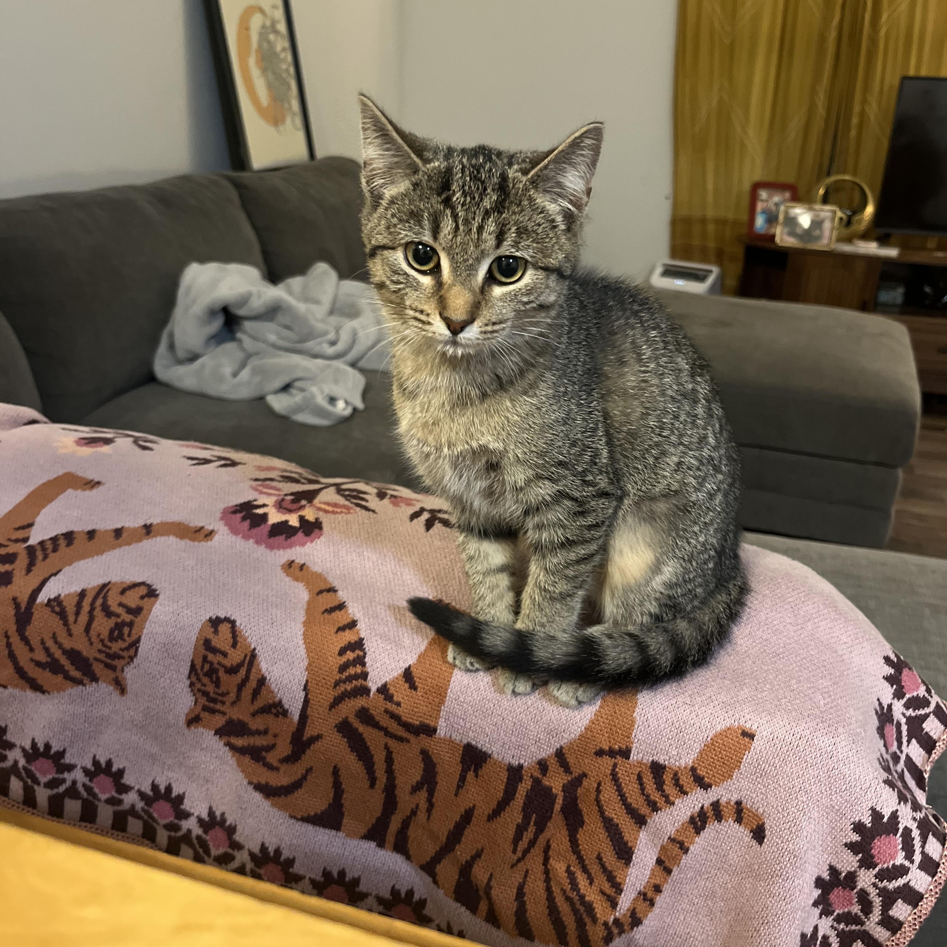 Cashmere, ADOPTABLE, Kitten Female Domestic Short Hair & Tabby.